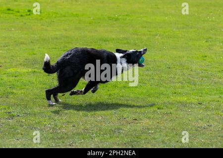 Bordure noire et blanche Collie saut pour une balle à l'extérieur dans un champ au soleil de printemps. Banque D'Images