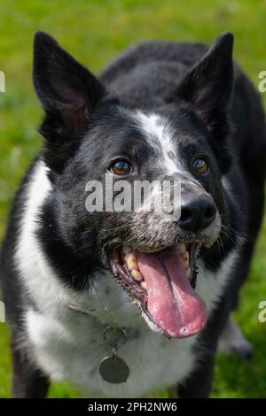 Le chien Collie noir et blanc se panse avec une expression enthousiaste sur son visage Banque D'Images