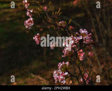 Groupe de fleurs blanches parfumées au viburnum et de bourgeons roses. Le viburnum farreri en gros plan fleurit dans un parc avec un arrière-plan flou. Banque D'Images