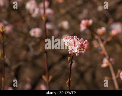 Groupe de fleurs blanches parfumées au viburnum et de bourgeons roses. Le viburnum farreri en gros plan fleurit dans un parc avec un arrière-plan flou. Banque D'Images