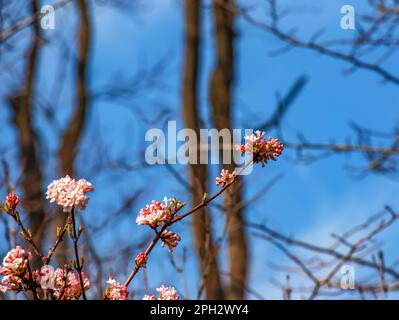 Groupe de fleurs blanches parfumées au viburnum et de bourgeons roses. Le viburnum farreri en gros plan fleurit dans un parc avec un arrière-plan flou. Banque D'Images