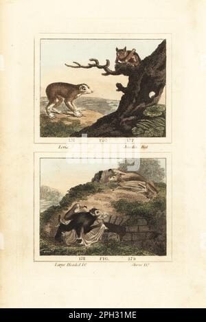 Loris gris élancé, Loris lydekkerianus 176, chauve-souris javanine ou plus, chauve-souris à nez effilé Phyllostomus hastatus 177, chauve-souris à tête large ou chauve-souris à nez tubulaire de Pallas, Nyctimène céphalotes 178, et chauve-souris à bec effilé de Pallas, Glossaga soricina 179. Gravure en coperplate de couleur main d'après Jacques de Seve de l'édition de James Smith Barr de l'Histoire naturelle du Comte Buffon, Une théorie de la Terre, Histoire générale de l'homme, création de la brute, légumes, minéraux, T. Gillet, H. D. Symonds, Paternoster Row, Londres, 1807. Banque D'Images