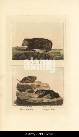 En voie de disparition, le grand renard volant, Pteropus vampyrus 117, la chauve-souris veloutée à queue libre ou la chauve-souris mastiff de Pallas, Molossus molossus 118, et la chauve-souris jaune de Schreber, Scotophilus nigrita 119. Chauve-souris Ternat, chauve-souris bulldog, chauve-souris Sénégal. Gravure en coperplate de couleur main d'après Jacques de Seve de l'édition de James Smith Barr de l'Histoire naturelle du Comte Buffon, Une théorie de la Terre, Histoire générale de l'homme, création de la brute, légumes, minéraux, T. Gillet, H. D. Symonds, Paternoster Row, Londres, 1807. Banque D'Images