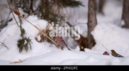 Le gros bec de pin, mâle, perche sur une queue de chat tout en chassant les graines sur le sol. D'autres oiseaux sont en arrière-plan. Scène d'hiver dans le Minnesota. Banque D'Images