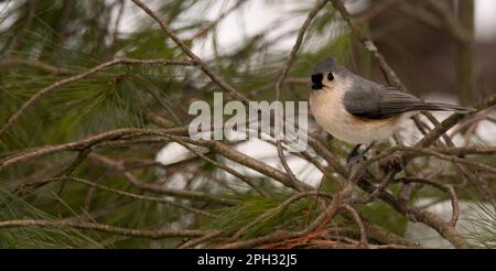 Titouffeté perchée dans les branches de pin blanc pendant l'hiver du Michigan. Banque D'Images