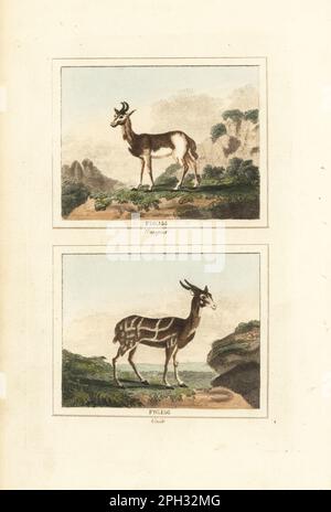 Dama gazelle du Sénégal, Nanger dama 155, et le buck, buck ou guib, Tragelaphus scriptus 156. Gravure en coperplate de couleur main d'après Jacques de Seve de l'édition de James Smith Barr de l'Histoire naturelle du Comte Buffon, Une théorie de la Terre, Histoire générale de l'homme, création de la brute, légumes, minéraux, T. Gillet, H. D. Symonds, Paternoster Row, Londres, 1807. Banque D'Images