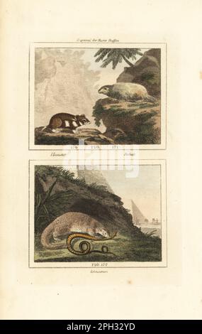 Hamster européen en danger critique d'extinction, Cricetus cricetus 170, bobak marmot, Marmota bobak 171, et Mongoose égyptien, Herpéstes ichneumon 172, manger un serpent. Gravure en coperplate de couleur main d'après Jacques de Seve de l'édition de James Smith Barr de l'Histoire naturelle du Comte Buffon, Une théorie de la Terre, Histoire générale de l'homme, création de la brute, légumes, minéraux, T. Gillet, H. D. Symonds, Paternoster Row, Londres, 1807. Banque D'Images