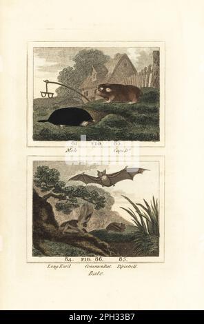 Mole européenne, Talpa europaea 82, cape-rat, Georychus capensis 83, chauve-souris à longues oreilles, Plecotus auritus 84, et la chauve-souris commune Pipistrellus pipistrellus 85,86. Gravure en coperplate de couleur main d'après Jacques de Seve de l'édition de James Smith Barr de l'Histoire naturelle du Comte Buffon, Une théorie de la Terre, Histoire générale de l'homme, création de la brute, légumes, minéraux, T. Gillet, H. D. Symonds, Paternoster Row, Londres, 1807. Banque D'Images