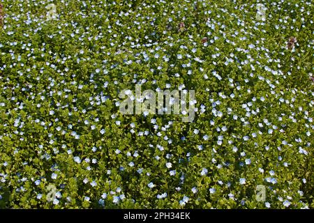 Un magnifique tapis de petites fleurs bleues, Linum perenne Banque D'Images