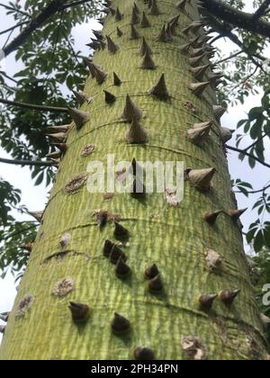 gros plan des épines d'un arbre d'insigne Banque D'Images