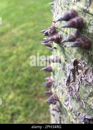 gros plan des épines d'un arbre d'insigne Banque D'Images