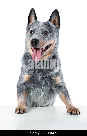 Portrait d'un chien de bétail australien ou d'un chien bleu heeler avec des pattes sur une table isolée sur fond blanc Banque D'Images