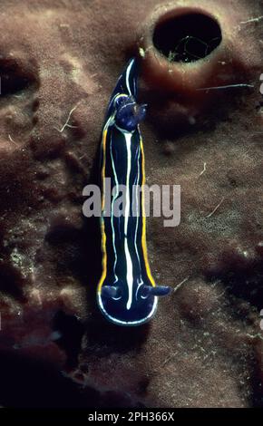 Hypselodoris messinensis = fontandraui Nudibranch, Hypselodoris gasconi, Moluska, Nudibranchia, Sardegna, (Sardaigne), Italie (mer Méditerranée) Nudi Banque D'Images