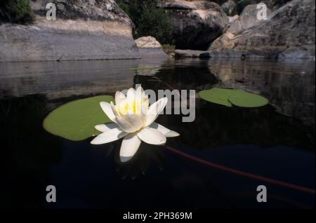 Ninfea, nénuphar blanc, Nymphée alba, Hydrophyte. Sardaigne, (Sardaigne), Italie (mer Méditerranée) Banque D'Images