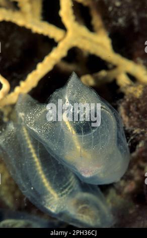 Lampe Sea Squirt, Clavelina lepadiformis, Sardaigne, Italie Banque D'Images