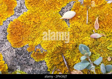 Lichen orange commun, lichen jaune, lichen Sunburst maritime (Xanthoria parietina) poussant sur un vieux mur de pierre, lichen foliaire, Lichene giallo Banque D'Images