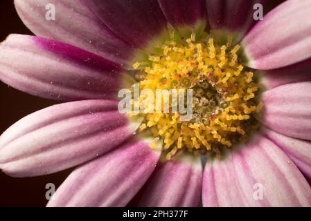 gros plan macro pâquerette violet Banque D'Images