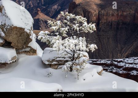 Arbre et rochers couverts de neige et de glaçons, sur un pilier de roche près du plateau sud du Grand Canyon. Falaise de la rive nord en arrière-plan. Banque D'Images