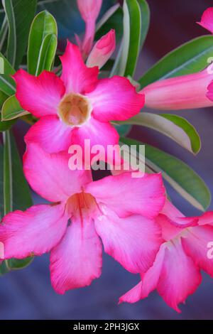 Fleurs tubulaires rouges de la rose du désert, Adenium obesum, une plante de maison populaire et bonsaï Banque D'Images