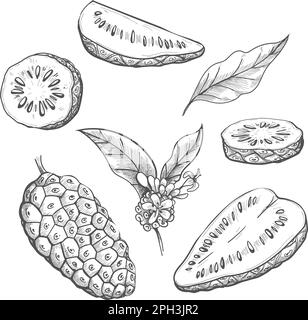 Croquis de fruit Noni Illustration de Vecteur