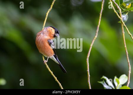 Bullfinch eurasien [ Pyrrhula pyrrhula ] oiseau mâle sur la tige Banque D'Images