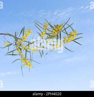 Gros plan d'Acacia avec fleurs jaunes Banque D'Images