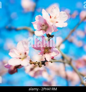 photo d'un arbre aux fleurs roses du printemps Banque D'Images