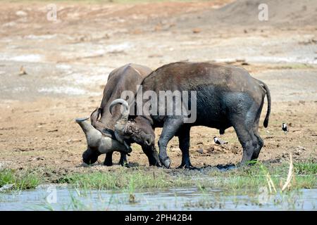 Buffle du Cap (Syncerus caffer), buffle du Cap, buffle, ongulés, mammifères, Animaux, le buffle du Cap qui se bat comme un test de force, lac Edward, Reine Banque D'Images