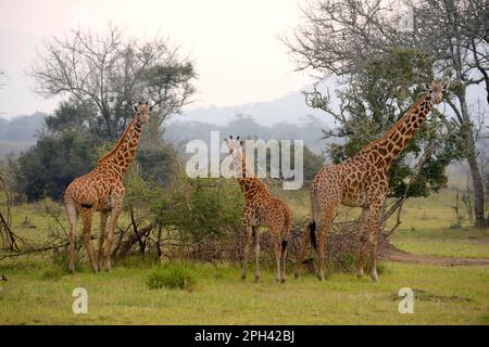 Masai girafe (Giraffa camelopardalis tippelskirchi), groupe avec jeunes se nourrissant dans le Bush d'acacia, Parc national d'Akagera, Rwanda Banque D'Images