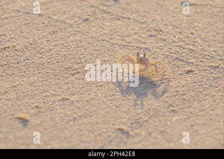 Crabe fantôme à cornes (Ocypode ceratophthalmus) adulte, avec des yeux dépassant de l'eau peu profonde sur la plage de sable, Maldives Banque D'Images