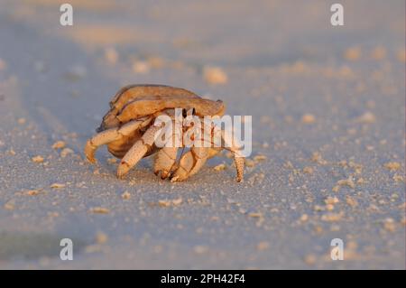 Crabe hermite de terre de fraise, crabes hermite de fraise (Coenobita perlatus), ermite terrestre, autres animaux, crustacés, animaux, Hermit de terre de fraise Banque D'Images