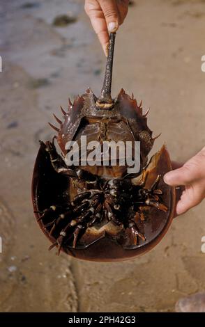 Animaux, autres animaux, crabe fer à cheval (Limulus polyphemus), crabe fer à cheval sous le trou femelle/Woods, Massachusetts, États-Unis Banque D'Images