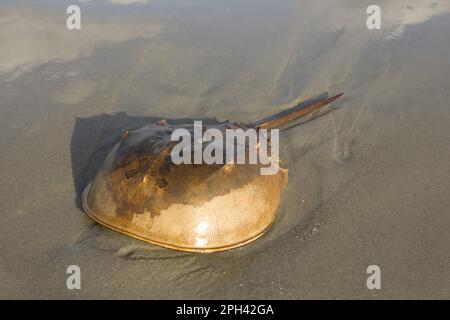 Horseshoe Crab (Limulus polyphemus) adulte, sur la plage de sable, New Jersey (U.) S. A. Banque D'Images