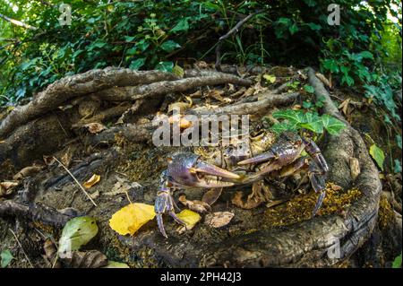 Crabe d'eau douce (Potamon fluviatilis) adulte, dans un habitat riverain, Toscane, Italie Banque D'Images