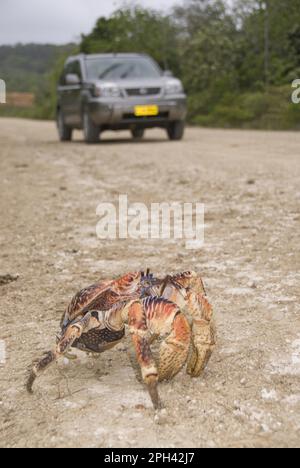 Voleur de palme, crabe de noix de coco, crabes de noix de coco (Birgus latro), crabes de noix de coco, autres animaux, crabes, crustacés, Animaux, crabe géant à la noix de coco adulte, traversée Banque D'Images