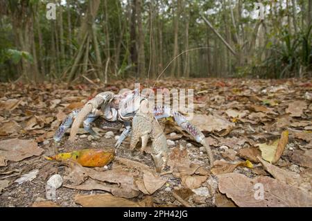 Voleur de palme, crabe de noix de coco, crabes de noix de coco (Birgus latro), crabes de noix de coco, autres animaux, crabes, crustacés, Animaux, crabe géant à la noix de coco, adulte, Ontario Banque D'Images