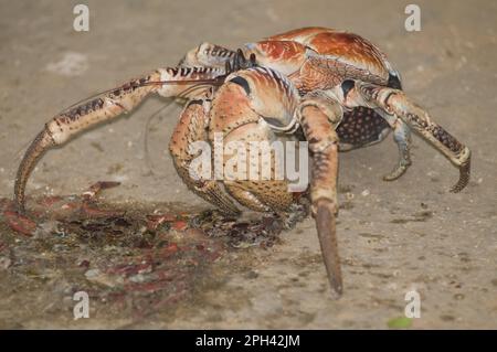 Voleur de palme, crabe de noix de coco, crabes de noix de coco (Birgus latro), crabes de noix de coco, autres animaux, crabes, crustacés, Animaux, crabe géant à la noix de coco adulte, alimentation Banque D'Images