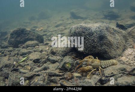 Poisson-écrevisse de l'Atlantique (Austropotamobius pallipes) adulte, sur un lit de rivière pierreux dans l'habitat de la rivière Witham, Lincolnshire, Angleterre, Royaume-Uni Banque D'Images