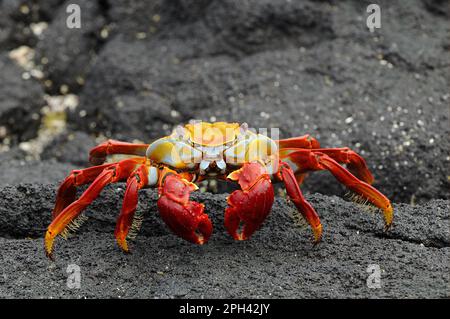 Crabes de roche rouge, crabes de roche rouge, autres animaux, crabes, crustacés, Animaux, Sally Lightfoot Crab (Grapsus) adulte, debout sur la lave noire Banque D'Images