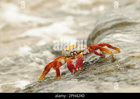 Crabes de roche rouge, crabes de roche rouge, autres animaux, crabes, crustacés, Animaux, Sally Lightfoot Crab (Grapsus Grapsus) adulte, debout sur la roche avec la vague Banque D'Images