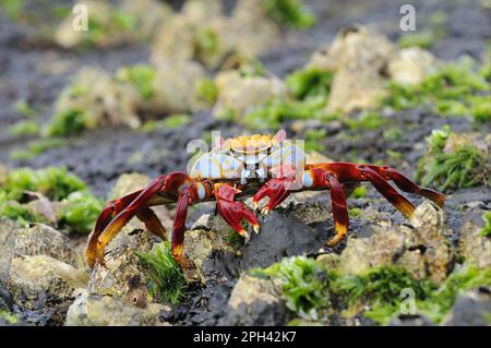 Crabes de roche rouge, crabes de roche rouge, autres animaux, crabes, crustacés, Animaux, Sally Lightfoot Crab (Grapsus) adulte, debout sur des rochers avec Banque D'Images