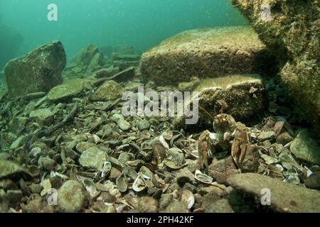 L'écrevisse du ruisseau Atlantique (Austropotamobius pallipes) adulte, émergeant sous la roche dans l'habitat inondé d'une ancienne carrière de granit, Stoney Cove Banque D'Images