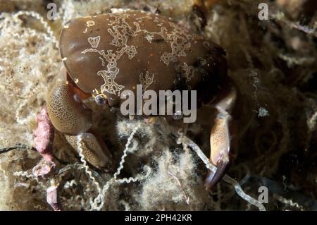 Crabe d'œuf floral (Atergatis floridus) adulte, enchevêtré dans une ficelle, Seraya, Bali, îles de la petite Sunda, Indonésie Banque D'Images