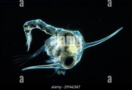 Crabe de plage de l'Atlantique Nord, crabes de plage de l'Atlantique Nord (Carcinus maenas), autres animaux, crabes, crustacés, animaux, Crabe, Shore 1st Zoea larva Banque D'Images