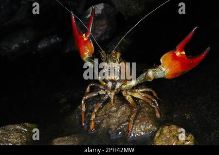 L'écrevisse de signal américain (Pacifastacus leniusculus) a introduit des espèces, adultes, avec des griffes élevées en position défensive, Italie Banque D'Images