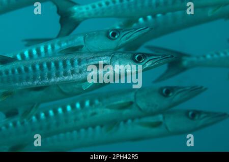 Darkfin Barracuda, barracuda croisé, Darkfin Barracuda, Barracuda croisé, autres animaux, Poisson, Perch-like, animaux, Blackfin Barr Banque D'Images