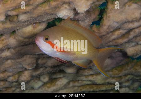 Poisson-festier, anthias (Pseudanthias huchtii), Sébaste, autres animaux, poissons, animaux, Threadfin Anthias adulte, natation, Lembeh Straits Banque D'Images