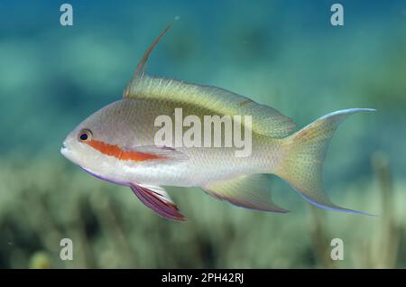 Poisson-festier, anthias (Pseudanthias huchtii), Sébaste, autres animaux, poissons, animaux, Threadfin Anthias adulte, homme, natation, Tanjung Muara Banque D'Images