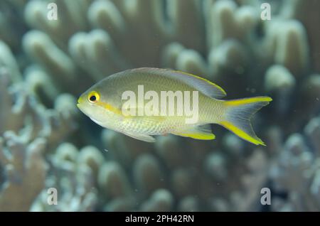 Poisson-festier, anthias (Pseudanthias huchtii), Sébaste, autres animaux, poissons, animaux, Threadfin Anthias adulte femelle, natation, Tanjung Muara Banque D'Images