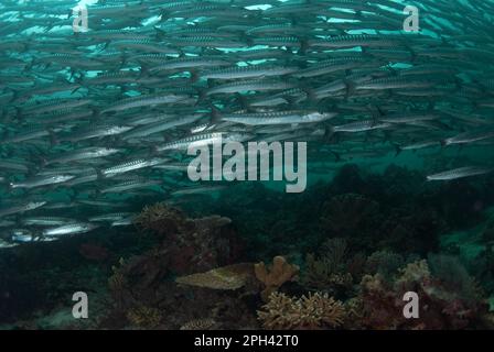 Darkfin Barracuda, barracuda croisé, Darkfin Barracuda, Barracuda croisé, autres animaux, Poisson, Perch-like, animaux, Blackfin Barr Banque D'Images